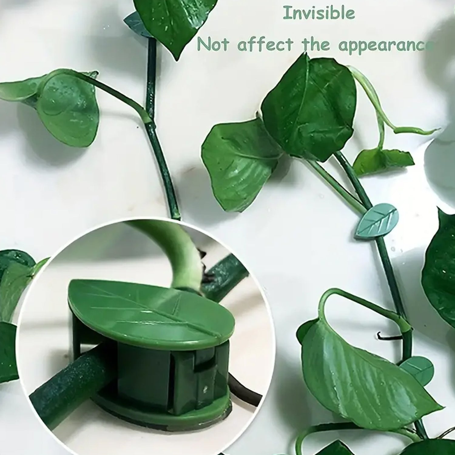 02_b792bb73-7f4a-4a04-9684-db022fadbdae.jpg Plant Climbing Wall Clip,Self-Adhesive Vines Support Hooks for Indoor & Outdoor (10 Pcs Set) - Image 1