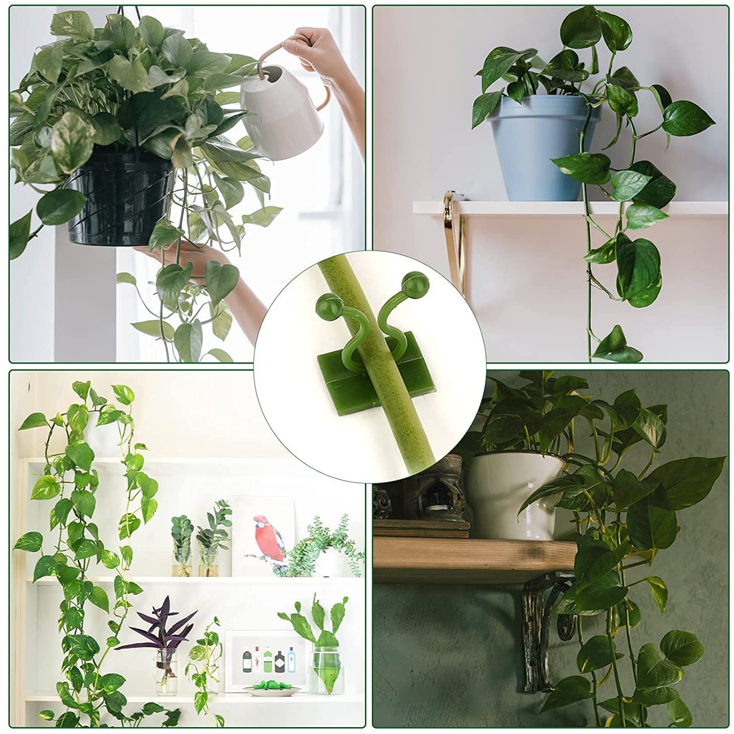 2_73a0d9c6-1826-4684-9e5c-d9fef018f1d9.jpg Money Plant Support Clips Vine Plant (10 Pcs Set) - Image 1