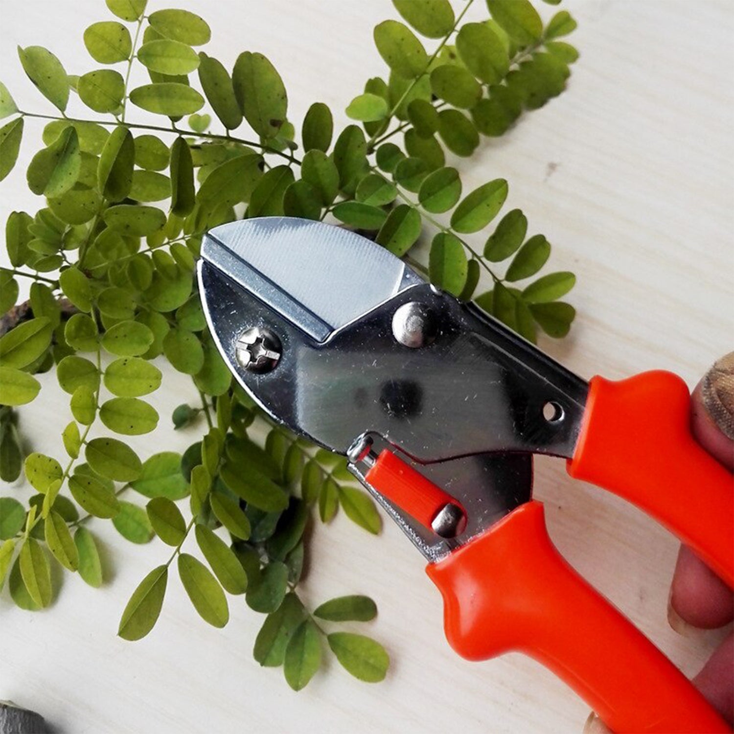 6image_bb6de5c1-a0d5-475e-a684-7ef8158bc291.jpg PROFESSIONAL GARDEN SCISSOR WITH SHARP BLADE COMFORTABLE HANDLE (18CM) - Image 1
